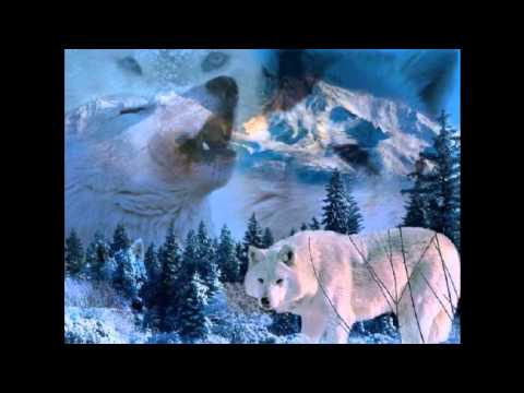 Текст песни  - Белая Волчица