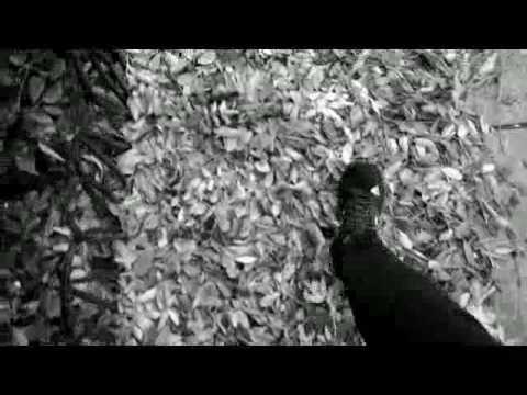 Текст песни  - Осень листьями