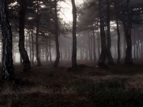 Текст песни  - A Forest