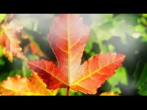 Текст песни  - Осенний парк