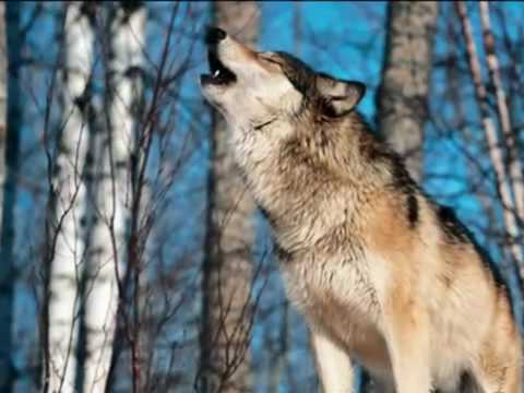 Текст песни  - Волк