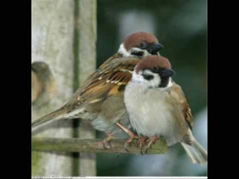 Текст песни  - Sparrows
