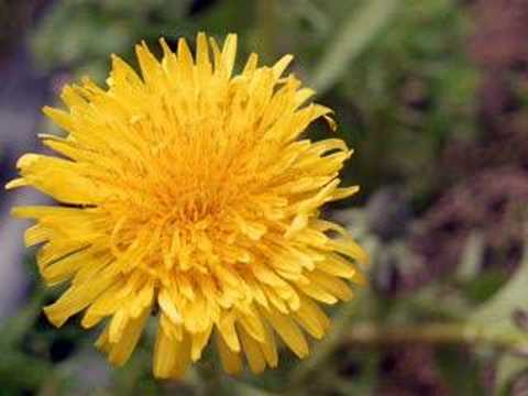 Текст песни Tevin Campbell - Dandelion