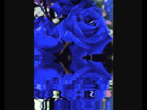 Текст песни  - Синии Розы
