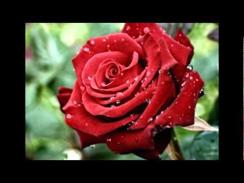 Текст песни Amaral - Rosa De La Paz