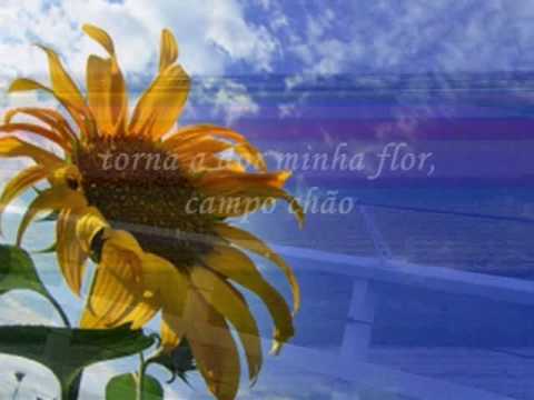 Текст песни  - Flor De Lua