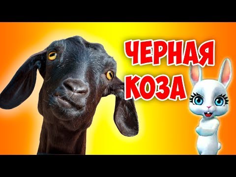 Текст песни Мурзилки International - Черная коза
