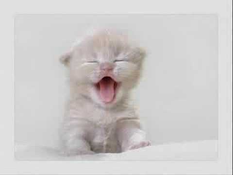 Текст песни  - Теплые Коты