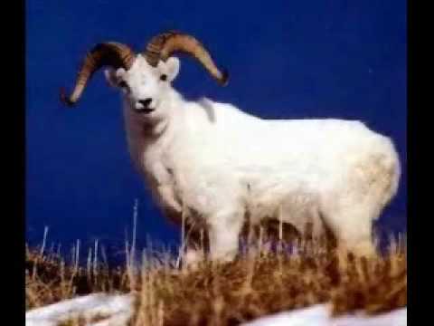 Текст песни  - Dirty deeds (done with sheep)