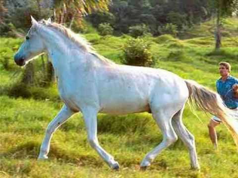 Текст песни Andre Rieu - The White Horse Inn