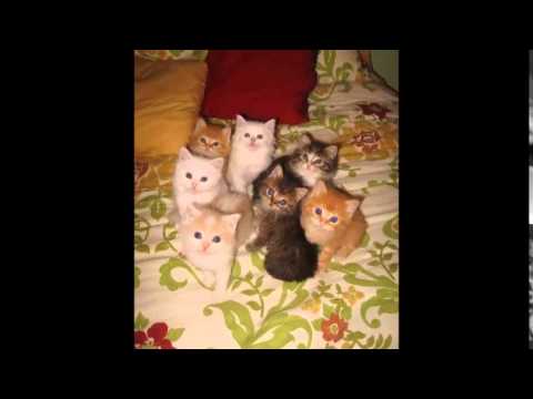 Текст песни Laura Nyro - The Cat-Song