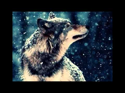 Текст песни  - Волчица