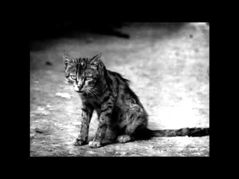 Текст песни Трагичная песня - Про взорвавшегося кота