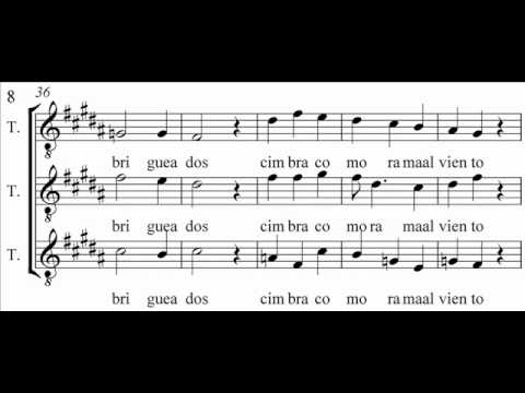 Текст песни Aca Seca Trío - Canto En La Rama