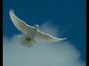 Текст песни  - White dove