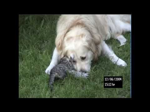 Текст песни  - Every Dog Will Have His Day