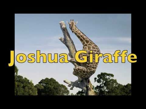 Текст песни Raffi - Joshua Giraffe