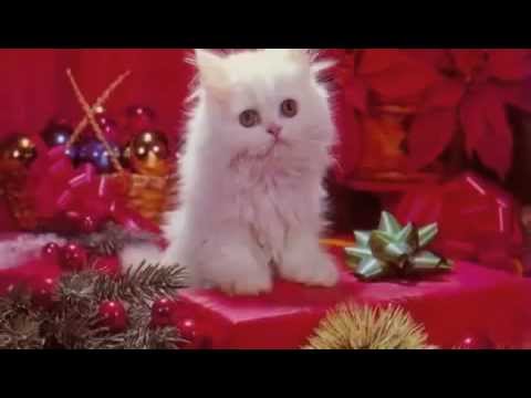 Текст песни Christmas Songs - There Is No Christmas Like A Home Christmas