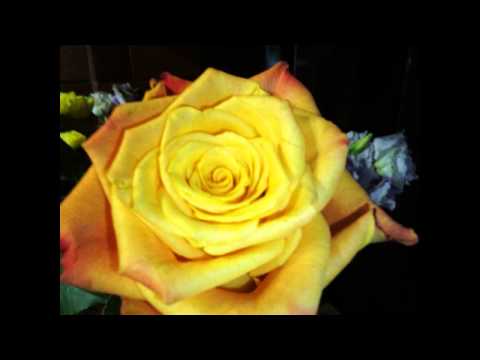 Текст песни  - Потомок грозных королей
