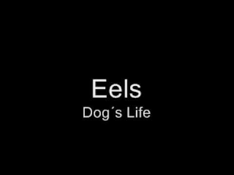 Текст песни Eels - Dog